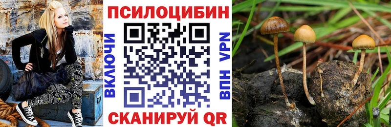 Купить  Сатка  Псилоцибиновые грибы Psilocybe 